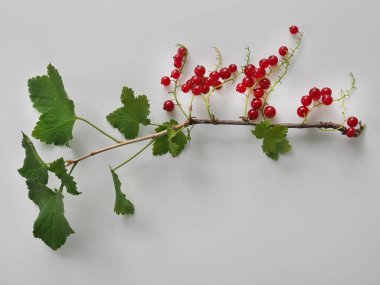 Sağlıklı beslenme. Frenk üzümü dalına yakın plan..