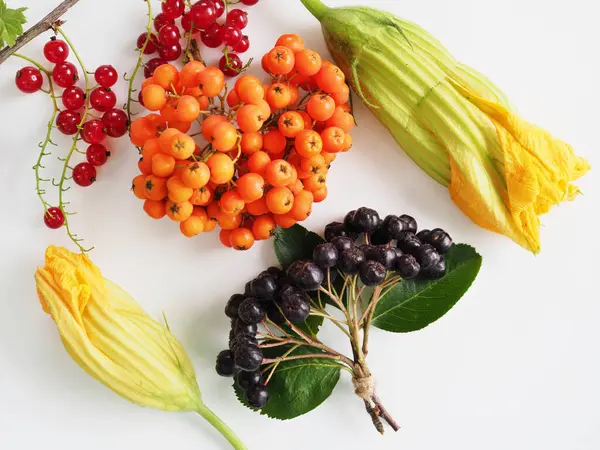 Primer plano de la rama de rowan, chokeberry, grosella roja y flores de calabaza. — Foto de Stock