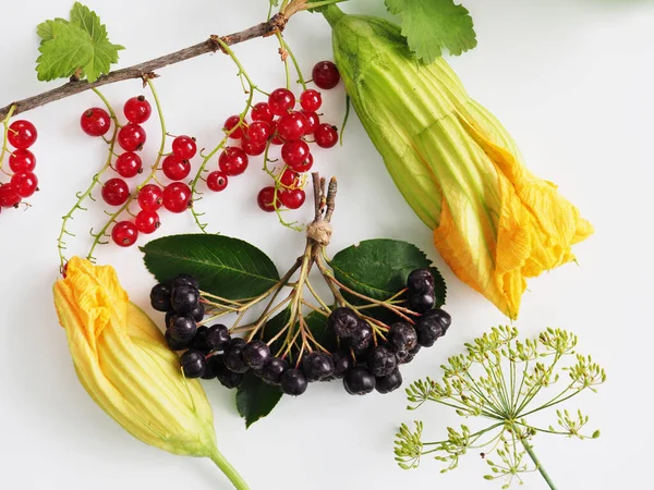 Primer plano de una rama con bayas de chokeberry, grosellas rojas, calabaza y flores de eneldo. — Foto de Stock