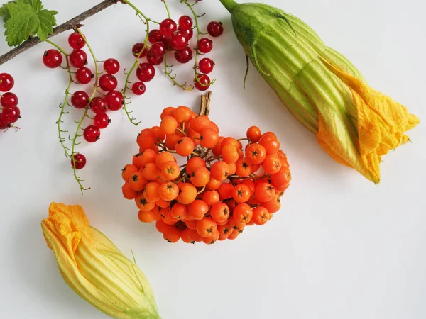 Primer plano de la rama de rowan, grosella roja y flores de calabaza. — Foto de Stock