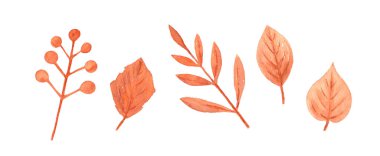 Bir dizi sonbahar dalları ve beyaz bir arkaplan üzerinde bırakır.