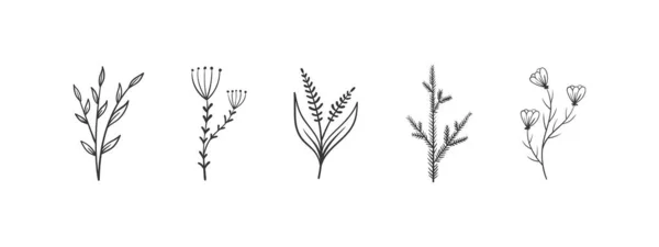 草本植物和花卉元素 叶和花的小枝 手绘花卉元素 矢量说明 — 图库矢量图片