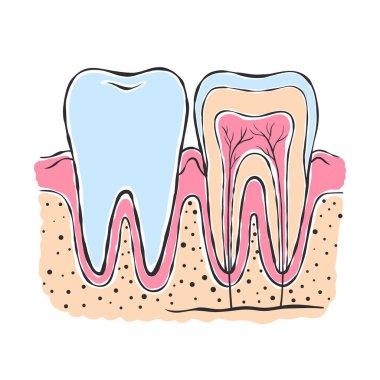 Diş anatomisi. Çizim stili çizim. Diş hekimliğinde bilgi grafikleri. Vektör illüstrasyonu