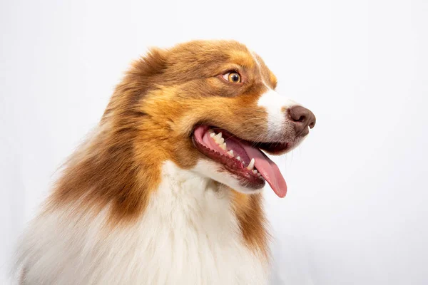 Australian Shepherd Dog Young Isolated White Background Beautiful Adult Aussie — 스톡 사진