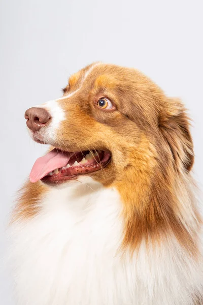 オーストラリアのシェパード幸せな若い犬の肖像画でスタジオオングレー背景 — ストック写真
