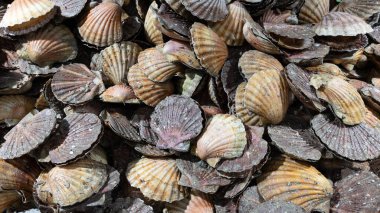 Piyasada satılık deniz tarağı kabuğu arkaplan yiyeceği