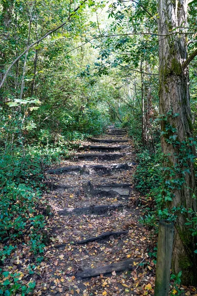 Forrest Trail Stairs Pathway Access Nature — стокове фото