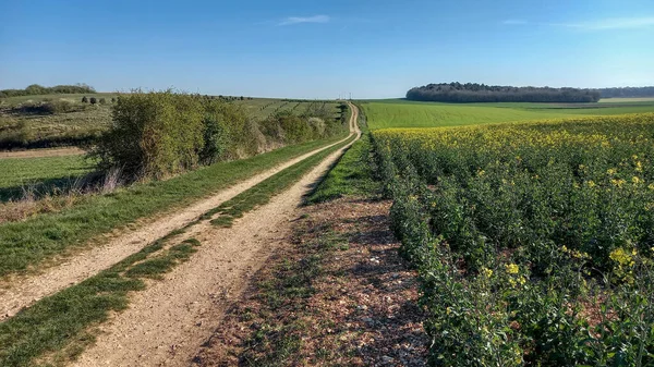 Chemin Terre Dans Champ Fleuri Dans Belle Nature Campagne Ensoleillée — Photo