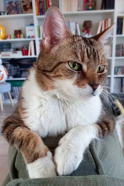 Hauskatze Hause Wohnzimmer Drinnen Haus — Stockfoto