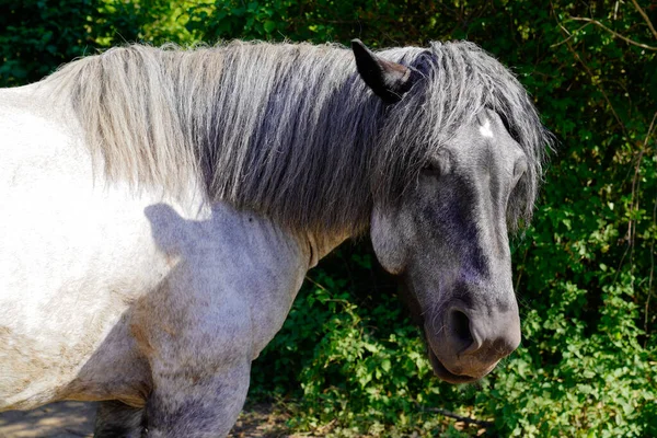 Seitenportrait Der Schönen Stute Pferd Schimmel Freien — Stockfoto