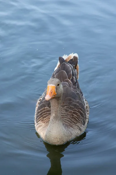 Grey Domestic Goose Swims Lake Farmhouse Gray Bird — Stockfoto