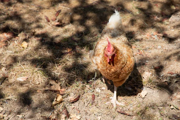 닭우리에서 산등성이와 — 스톡 사진