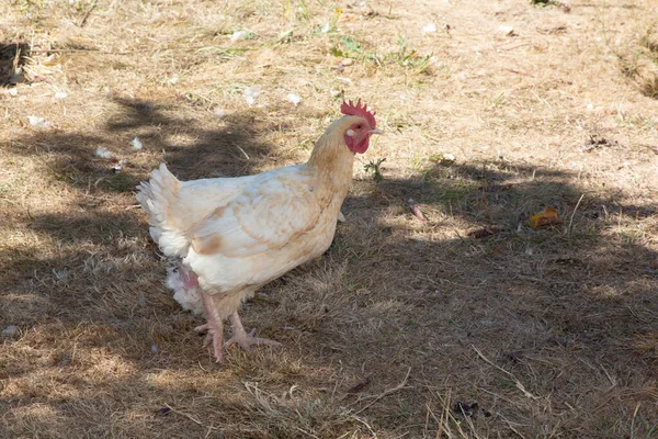 Poule Seule Dans Jardincoq Peigne Rouge Poulet Domestique — Photo