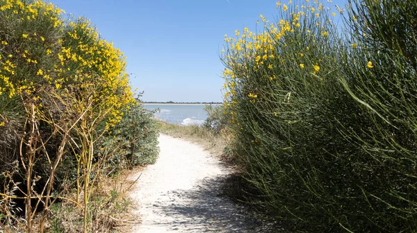 Areia Acesso Caminho Cerca Praia Entrada Para Mar Atlântico Rochelle — Fotografia de Stock