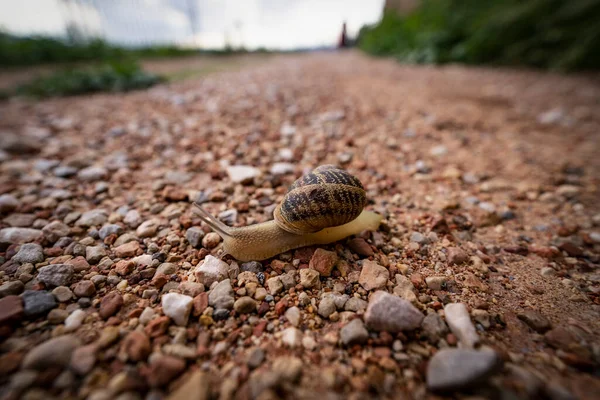 Photo Snail Out Its Shell Perspective — Stock Photo, Image