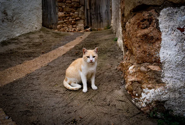 Terk edilmiş beyaz ve turuncu bir sokak kedisinin portresi.