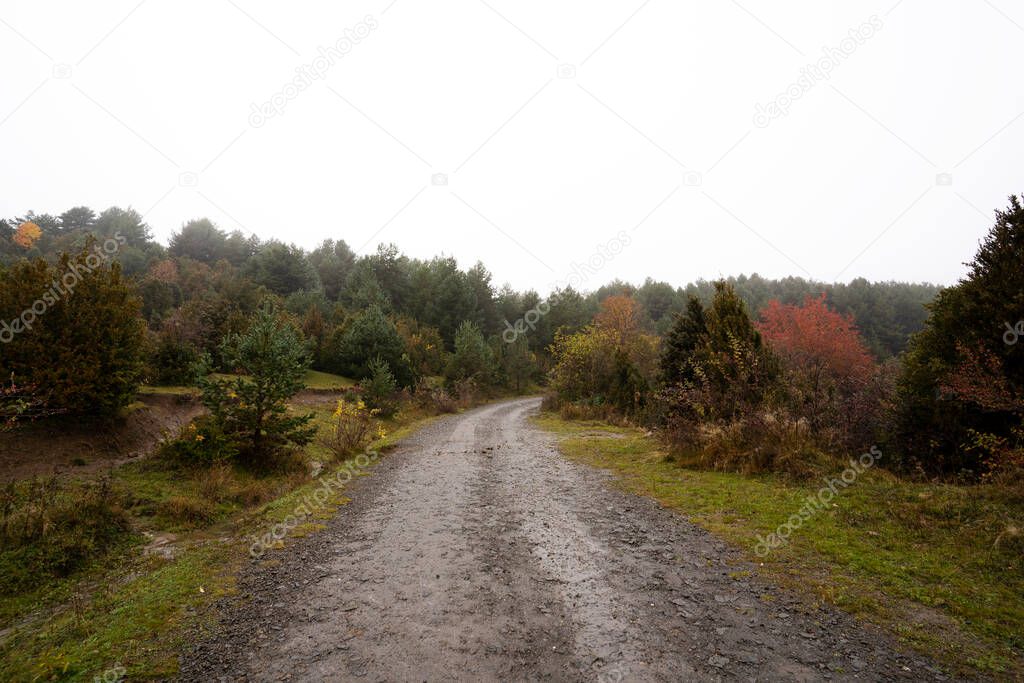 path leading to the autumn forest in autumn on a rainy day