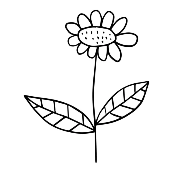 Bonito Desenho Animado Doodle Daisy Flor Com Folhas Isoladas Fundo —  Vetores de Stock