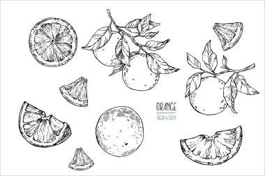 El çizimi turuncu vektör resmi. Yaz meyvesi oymalı tasvir. Vejetaryen tatlı taze yemek, limonata. Etiket ve yazdırma için Citrus tasarımı