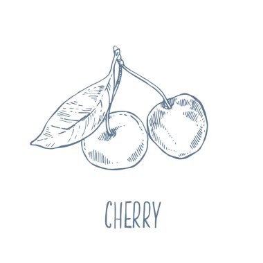 El çizimi vektör taze vişne çileği illüstrasyonu