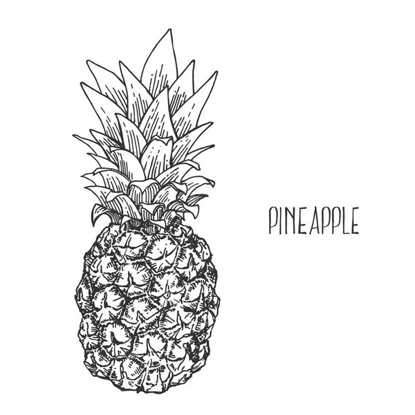 Hand drawn vector tropical pinapple exotic fruit — Stock Vector