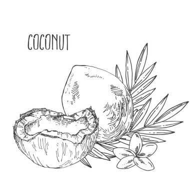 El çizimi tropikal hindistan cevizi meyvesi