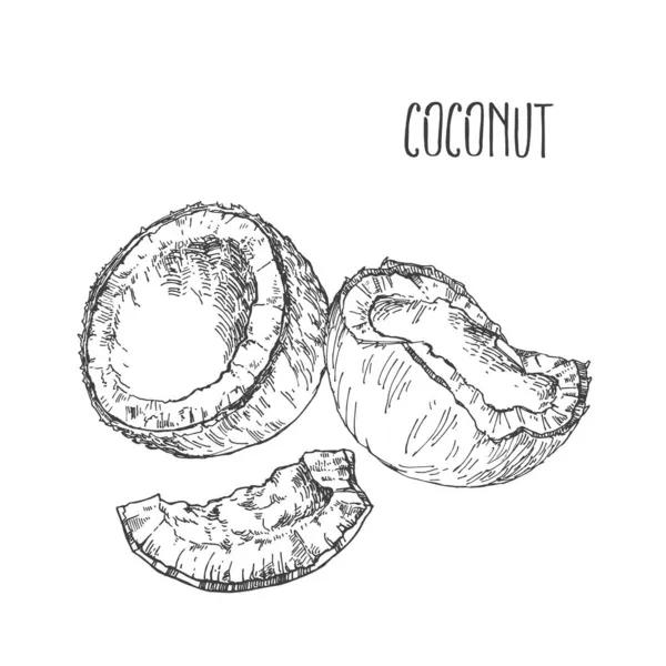 Frutta di cocco tropicale vettore disegnato a mano — Vettoriale Stock