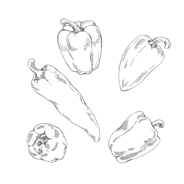 Illustration de poivron frais vecteur dessiné à la main — Image vectorielle