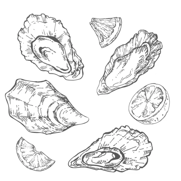 Vetor desenhado à mão ilustração fresca do mar de ostra —  Vetores de Stock