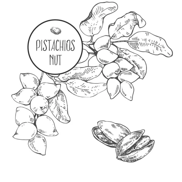 Nuclei di noci di pistacchi vettoriali trafilati a mano, guscio — Vettoriale Stock