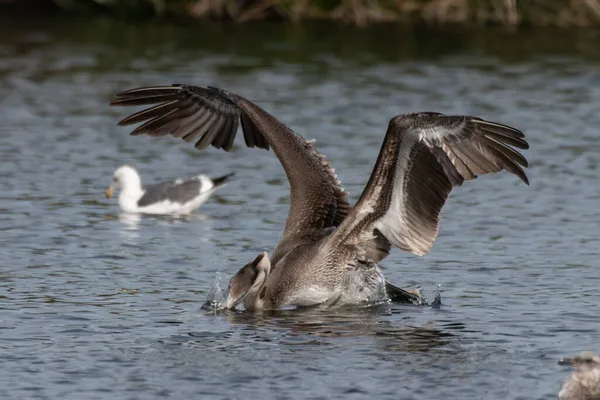 Grote Prachtige California Brown Pelican Heeft Grote Vleugels Gespreid Tijdens — Stockfoto