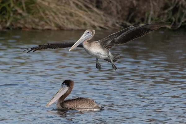 Großer Und Prächtiger Kalifornischer Brauner Pelikan Hat Große Flügel Während — Stockfoto