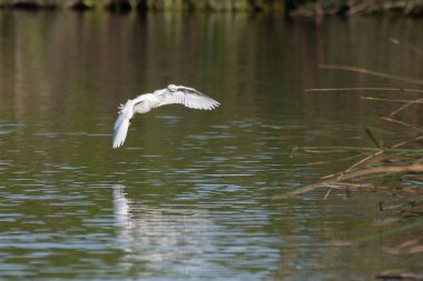 Güzel, karlı, beyaz balıkçıl, ılık bir sonbahar gününde, dalgalanan suya yansıyan görüntüyle göl yüzeyinde süzülür..