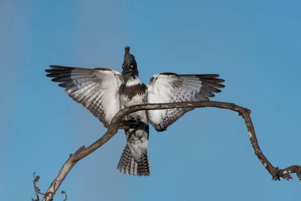 Πουλί Ζώνη Kingfisher Έχει Υπέροχα Φτερά Απλωμένα Πλατιά Ενώ Κατεβαίνει — Φωτογραφία Αρχείου