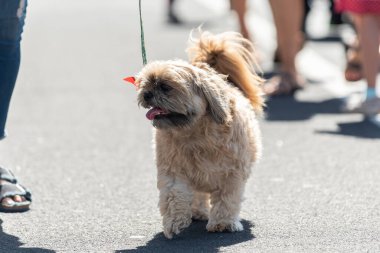 Küçük bir kasabada tatil geçidi, caddenin ortasında Shih Tzu köpeğini gezdirmek için mükemmel bir yer..
