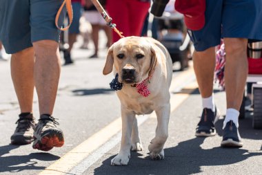 Küçük bir kasabada 4 Temmuz bayram geçidi caddenin ortasında Altın Labrador köpeğini gezdirmek için mükemmel bir yer..