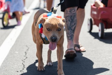 Küçük kasabadaki tatil geçidi, caddenin ortasında Pitbull köpeğini gezdirmek için mükemmel bir yer..