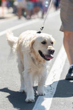 Küçük bir kasabada tatil geçidi, caddenin ortasında Golden Retriever köpeğini gezdirmek için mükemmel bir yer..