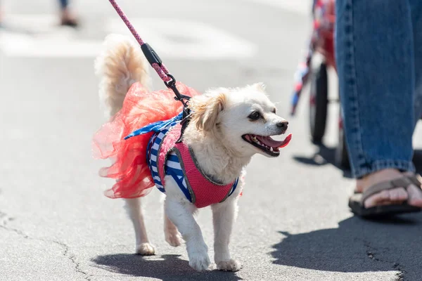 Forth of July holiday parade in small town is perfect place to walk the mixed breed chihauhau, lhapa apso dog in the middle of the street.