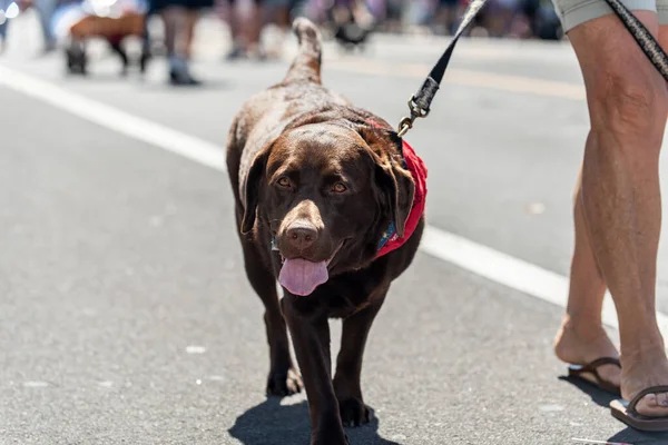 Holiday parade in small town is perfect place to walk the older chocolate labrador dog in the middle of the street.