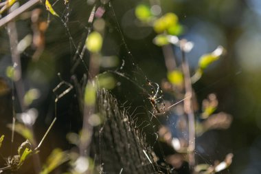 Büyük Joro Spider yakaladığı avı incelerken ağına oturmuş..