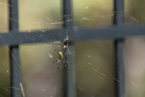 Large Joro Spider Sienta Sobre Tela Mientras Hace Reparaciones Seda —  Fotos de Stock