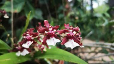 Bahçedeki güzel orkide çiçeği