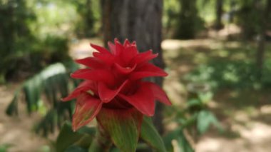 Bahçedeki güzel çiçekler