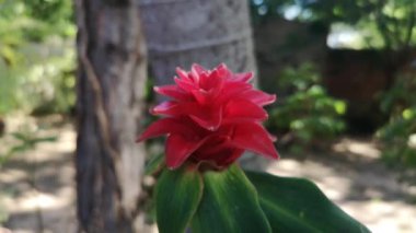 Kırmızı çiçekler ve yapraklar