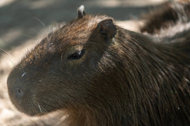 Capybara, Capybara veya 