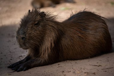 Capybara, Capybara veya 