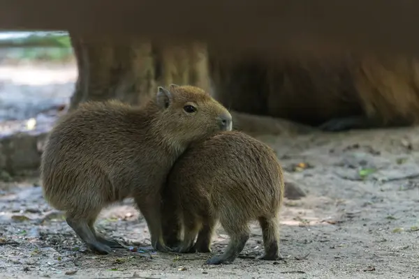 Capybara, Capybara ya da Capybara 'nın iki yavrusu, doğal haldeki Amerikan kemirgeni.