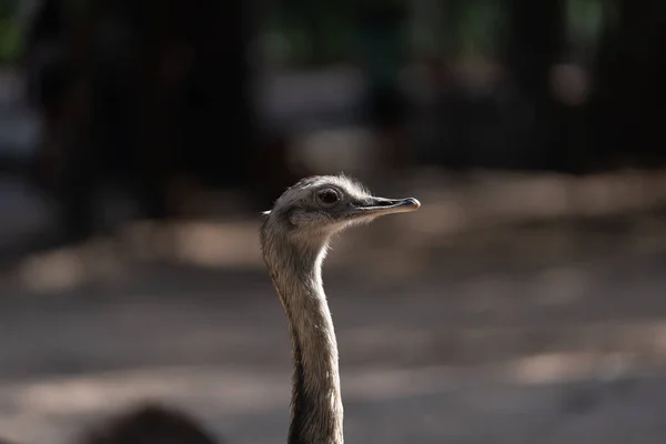 Caa con Ruda, geleneksel Güney Amerika içkisi Ağustos ayının ilk günü için mideye indirildi.