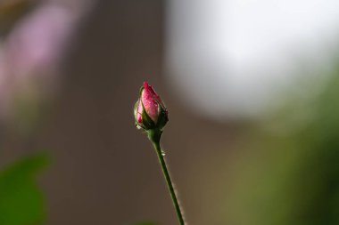 Gül tomurcuğu, çiğ damlalarıyla yakın plan.